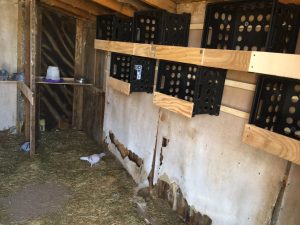 Pigeon coop nesting boxes